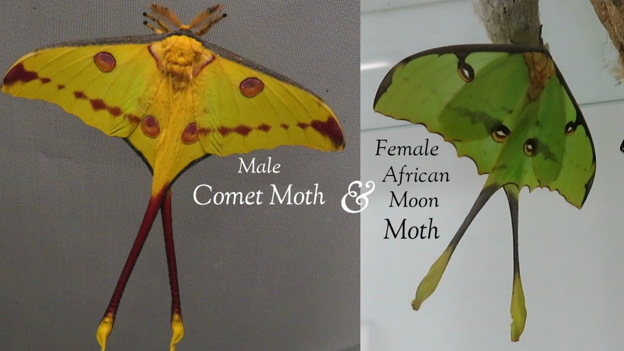 Male Comet Moth and Female African Moon Moth