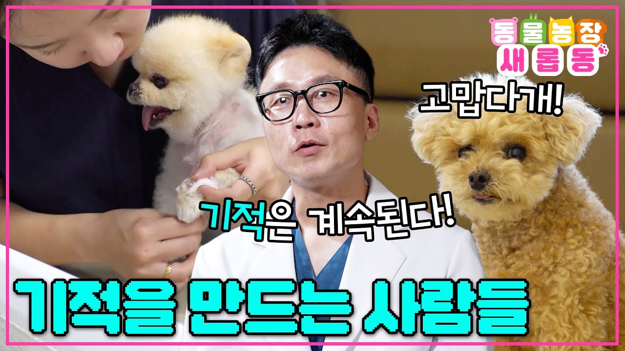 [#새롭동물농장] 오늘도 우리는 희망을 기적으로 만듭니다🍀반려견의 행복을 위해 노력하는 수의사들🧑‍⚕️ / EP.1244 #TV동물농장 #AnimalFarm #SBSstory