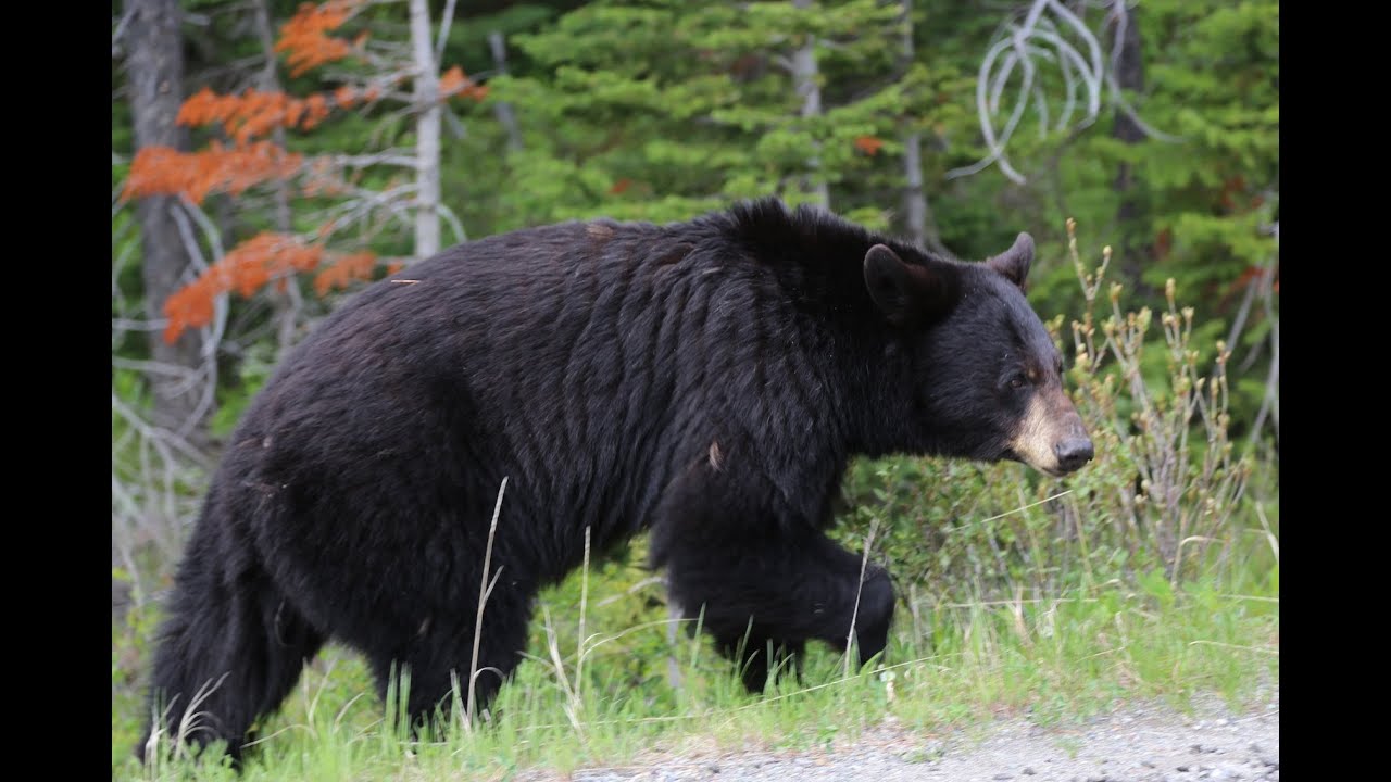 Hiking in bear country: Waterton-Glacier International Peace Park