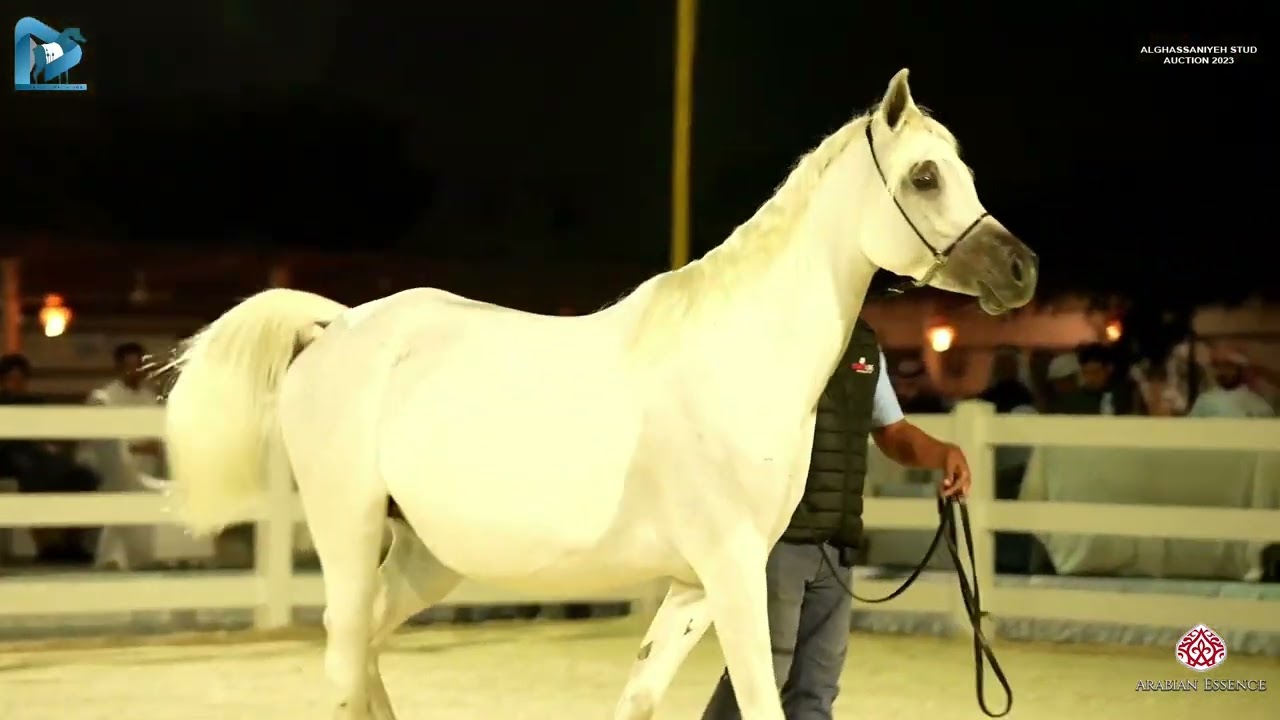 Al Ghassaniyeh Stud Auction 2023