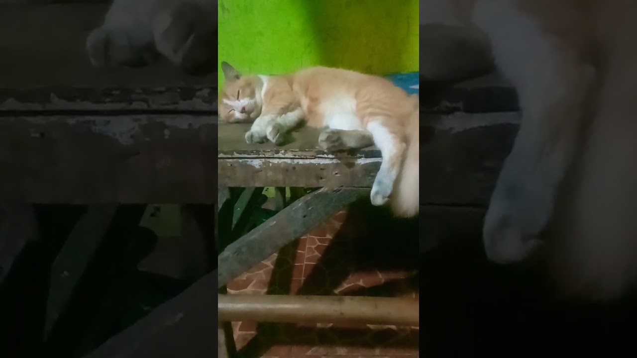 RENUNGAN