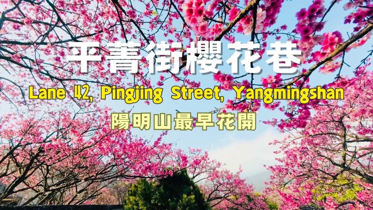 ❣️陽明山平菁街42巷櫻花盛開🌸 Cherry blossoms in full bloom at Lane 42, Pingjing Street, Yangmingshan