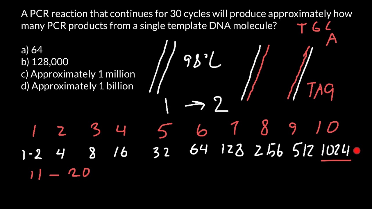 PCR cycles explaned