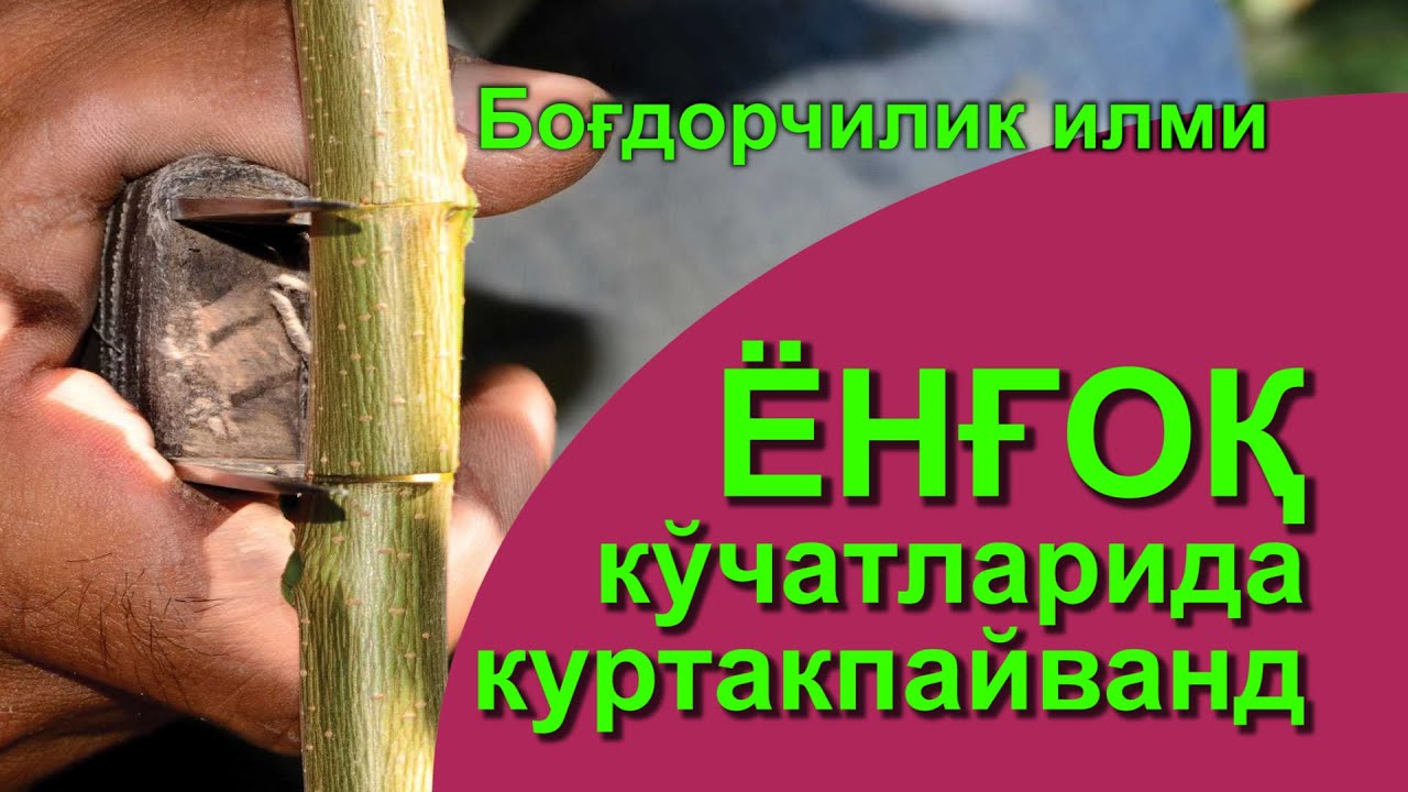 Ёнғоқда куртакпайванд - Yong`oqda kurtakpayvand