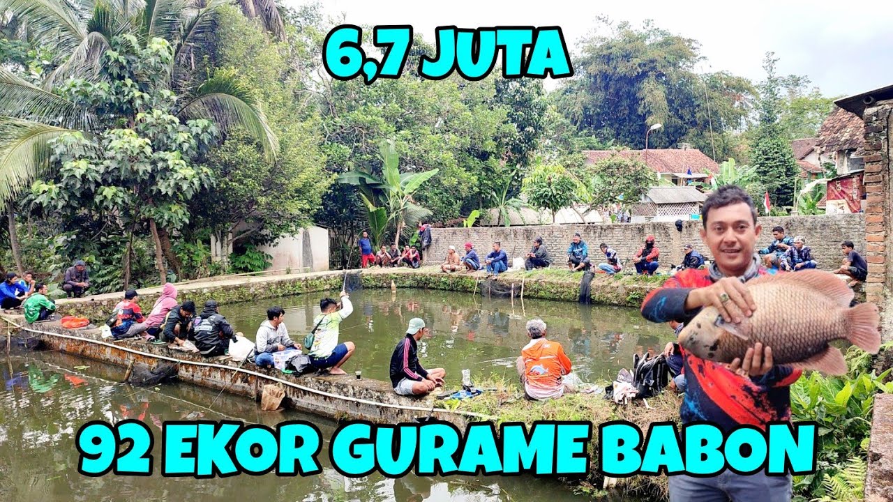 Sumpah baru kali ini mancing gurame babon ganas seperti ikan bawal‼️
