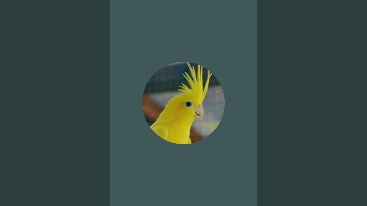 يوميات كوكتيل من غزة 💔 🦜 | كل ما تحتاج معرفته!#كوكتيل #طيور #حيوانات