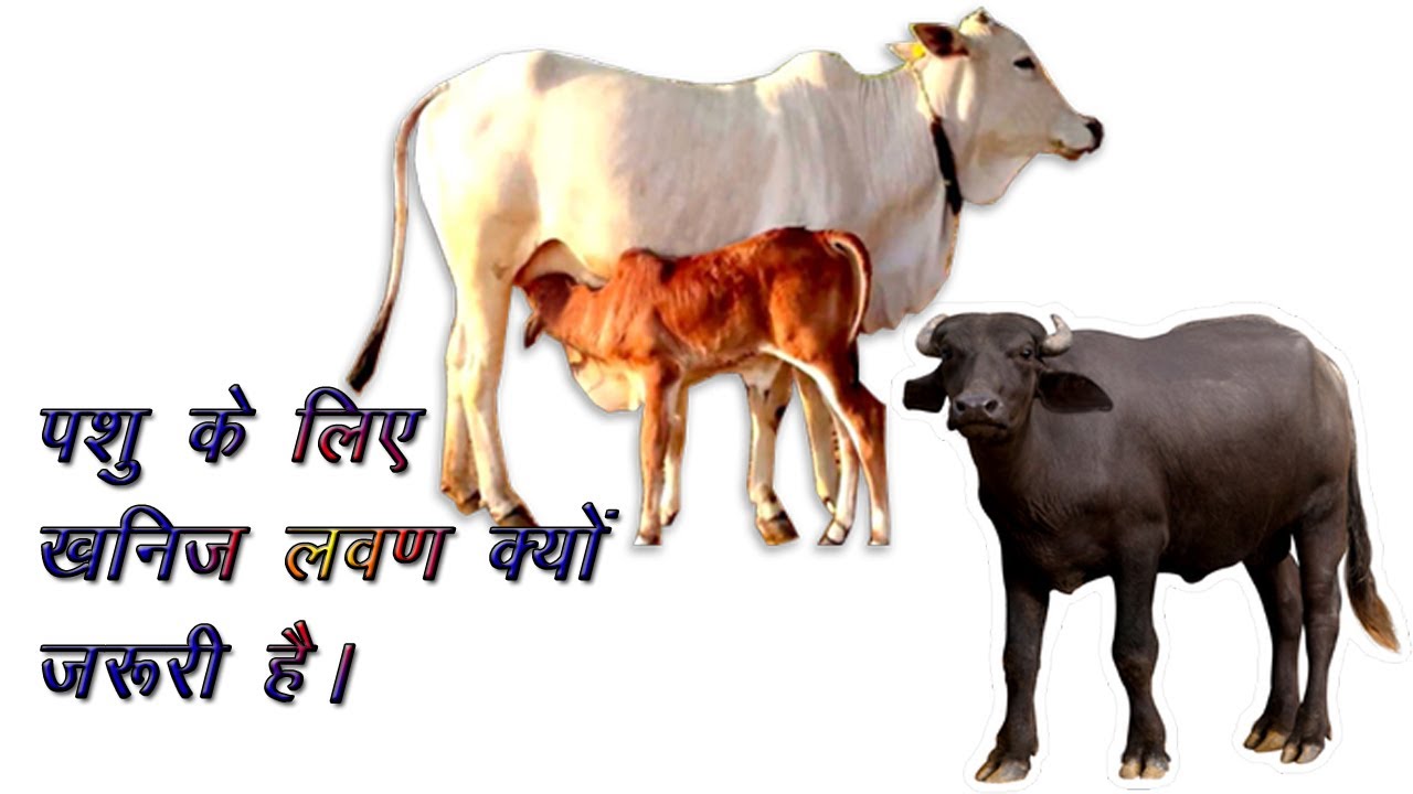 Pashu ko yah khanij Lavan khilao aur bahut Adhik Labh kamao || What are mineral salts