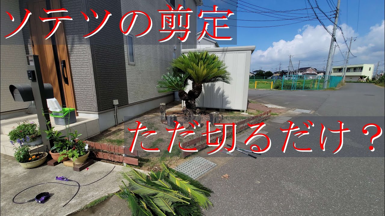 【芝vlog 番外編】ソテツの剪定