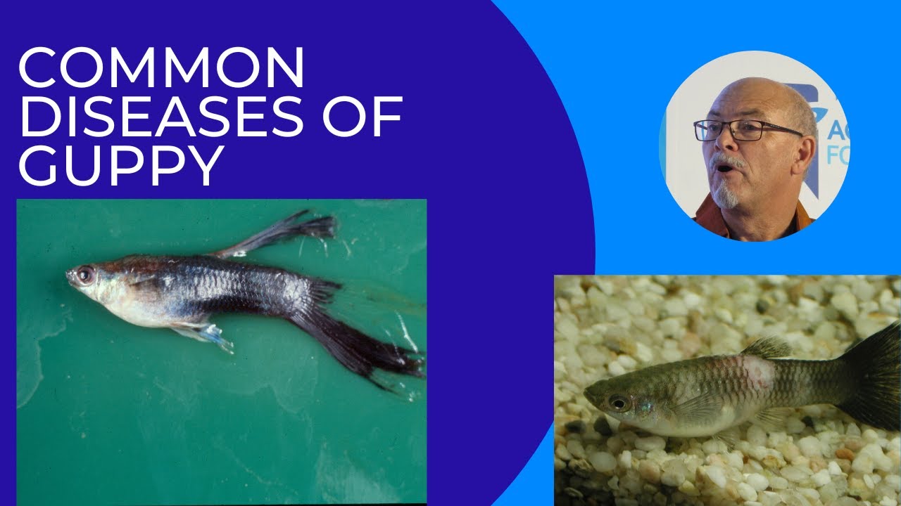 5 important diseases of Guppy Poecilia reticulata and P. wingei Endler Guppy