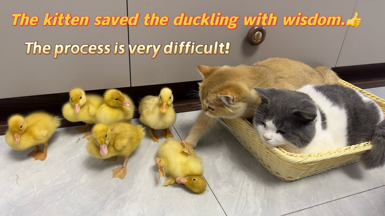 The duckling fell, and the kitten saved the duckling with wisdom. 👍The process is very difficult.