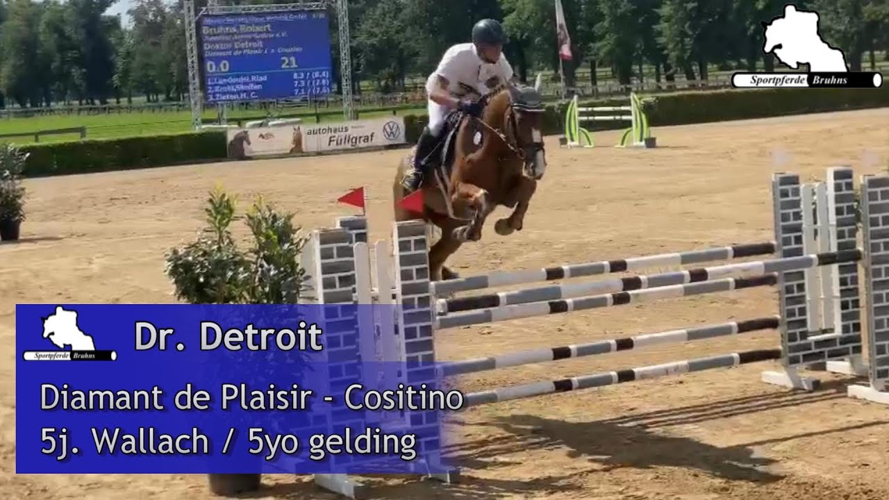 DR DETROIT ~ 5j. W. v. / 5yo gelding by Diamant de Plaisir - Cositino