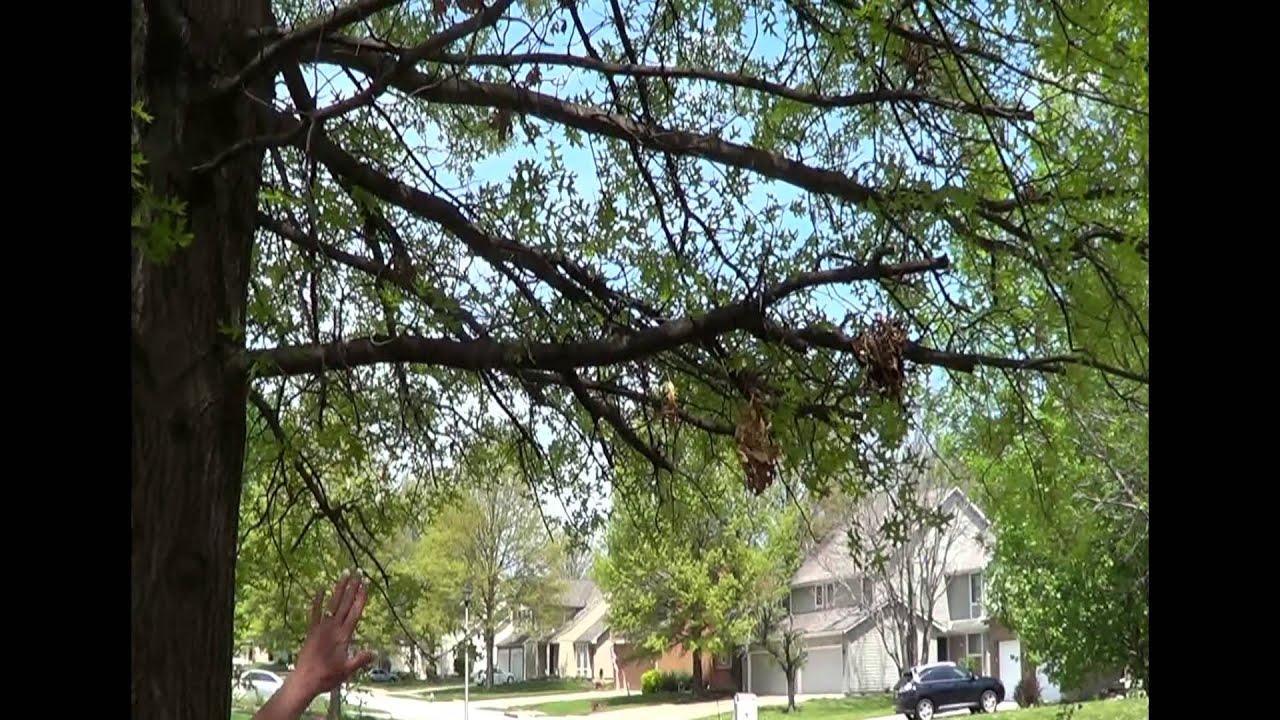 Tree Thinning and Air Flow Tips