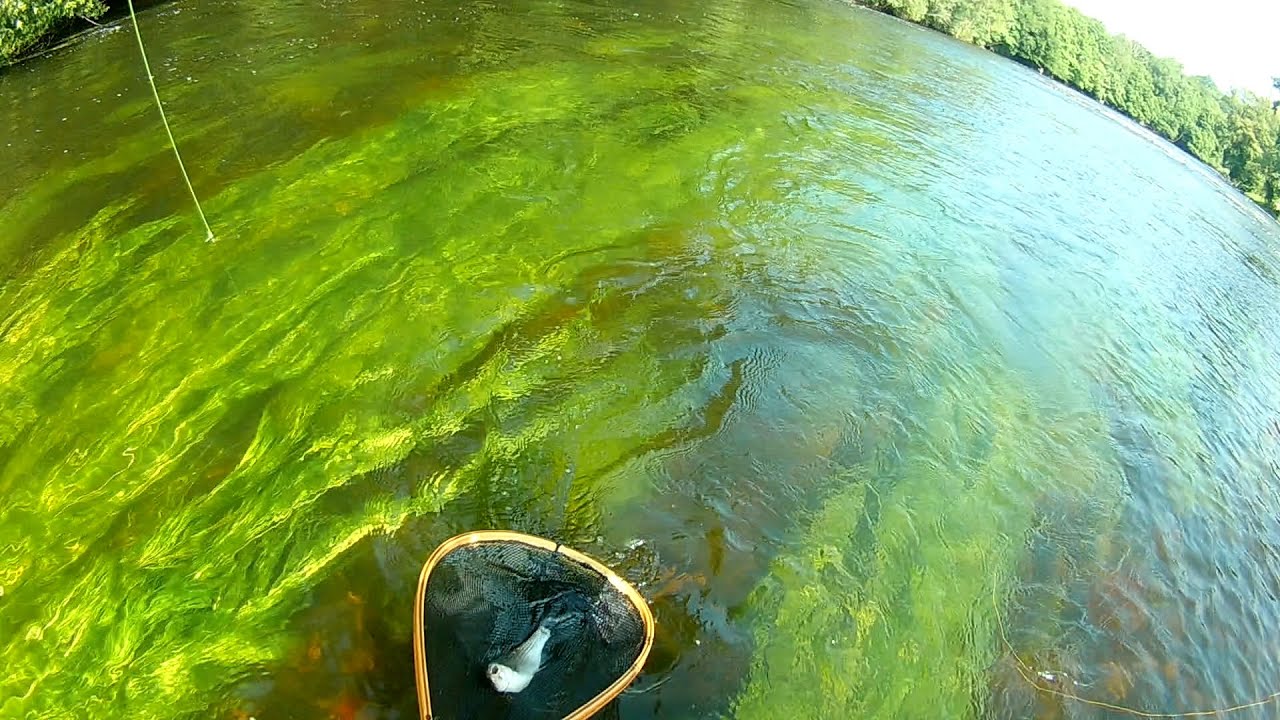 p&ecirc;che &agrave; la mouche s&egrave;che et &agrave; la nymphe sur la Dordogne
