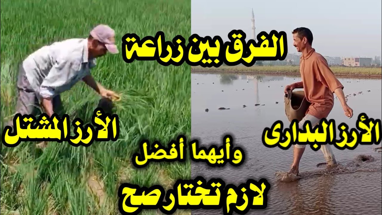 شاهد الفرق بين زراعة الأرز البدارى/ وزراعة الأرز المشتل/ وأيهما أفضل لازم تختار صح