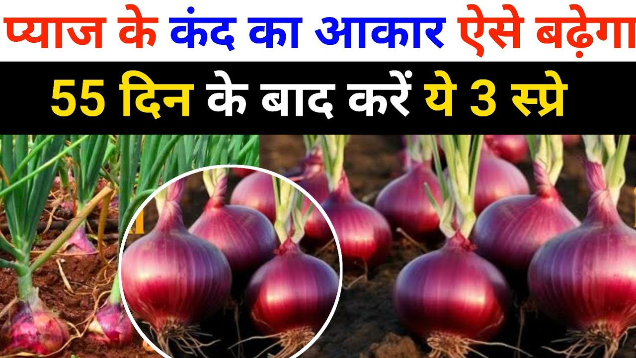 प्याज के कंद बड़े और वजन कैसे बढ़ाएं | प्याज में कौन सा खाद डालें | Pyaj ka size kaise badhaye