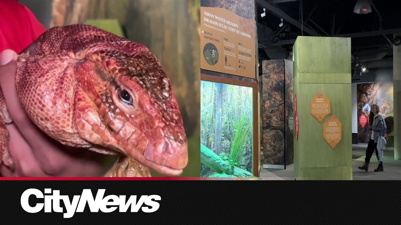 Vancouver aquarium to open new temporary 'dragon' exhibit