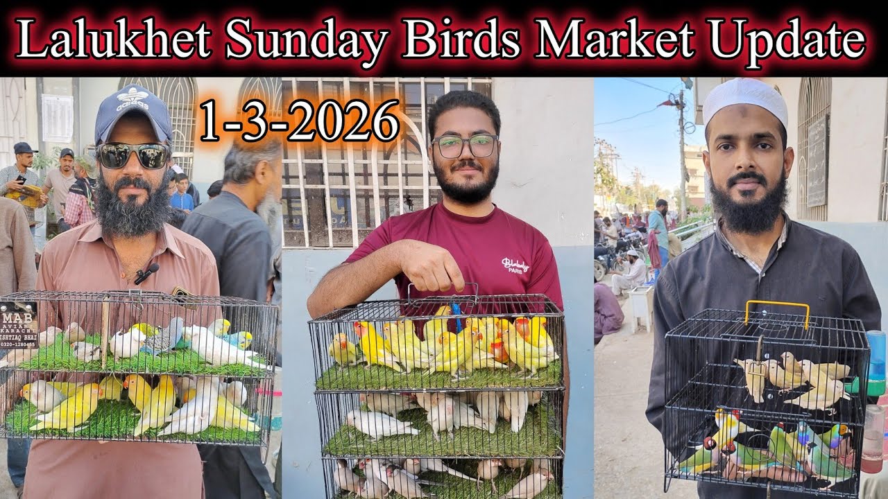 Sunday Birds Market Lalukhet Latest Update 1-3-2026 | world biggest birds market update in Karachi