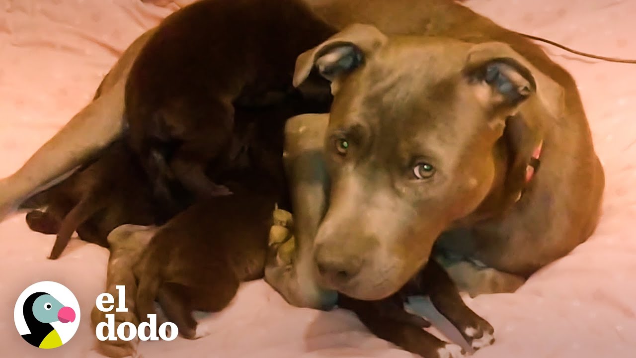Mamá pitbull estaba escondiendo a sus cachorros en una madriguera | El Dodo