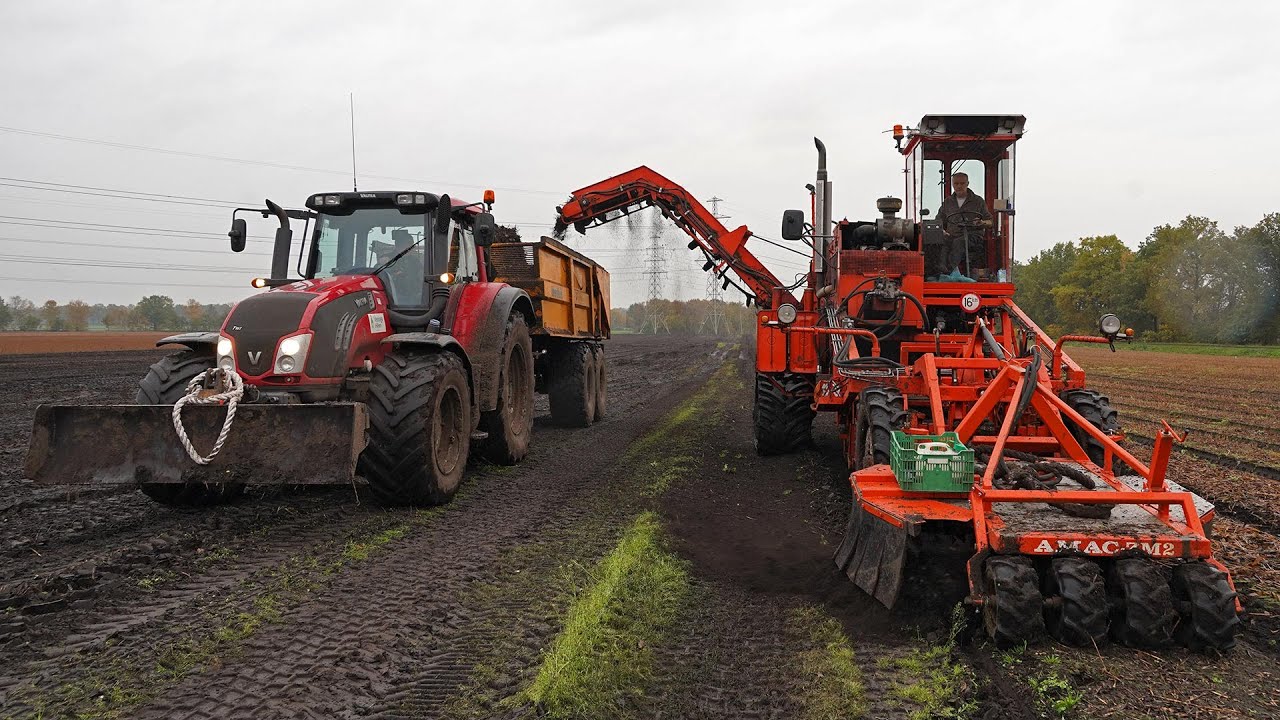 The Bulb Story | Part 2 | Lilies | crop care, topping, harvest, processing | Valtra tractors