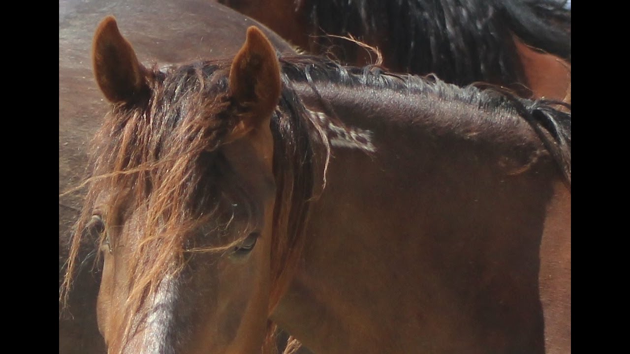 Wild Horses available for adoption during Online Corral Event beginning at noon June 17 - 24, 2025;