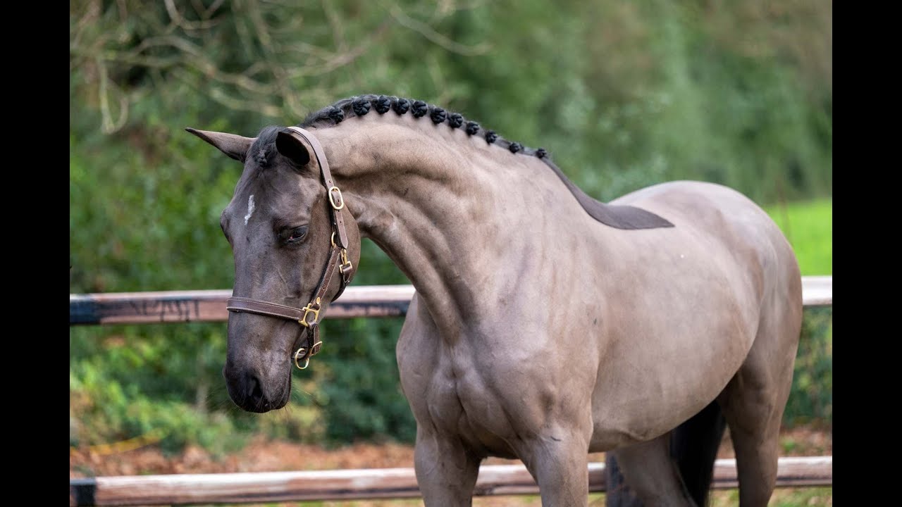 Watina: Syros de Muze x Nabab de Reve - Mare 2022