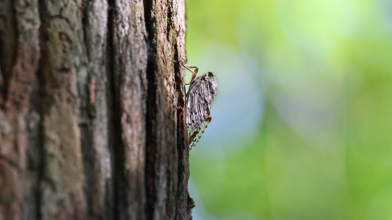 長毛蟪蛄 鳴叫聲  Suisha formosana (Kato, 1927)  2026/2/15 南投縣 魚池鄉 蓮華池 拍攝