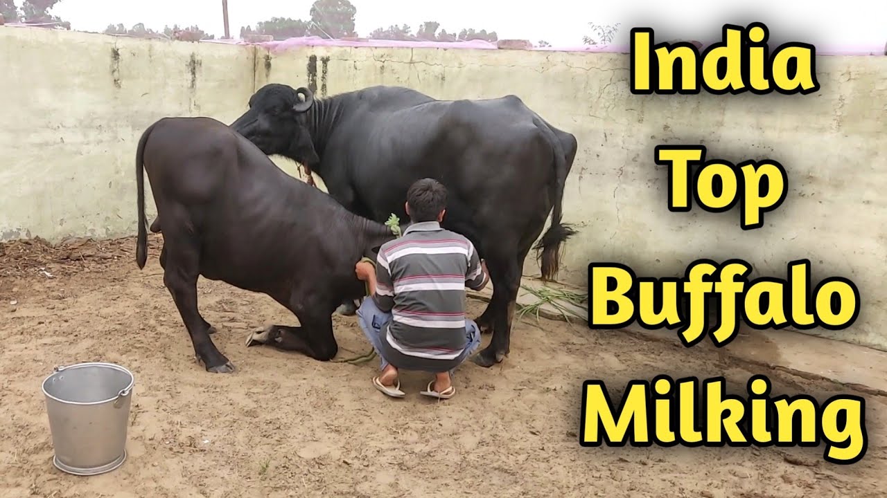 World's Top Murrah Buffalo Laddo Full Milking at CIRB Haryana|Beniwal Dairy farm