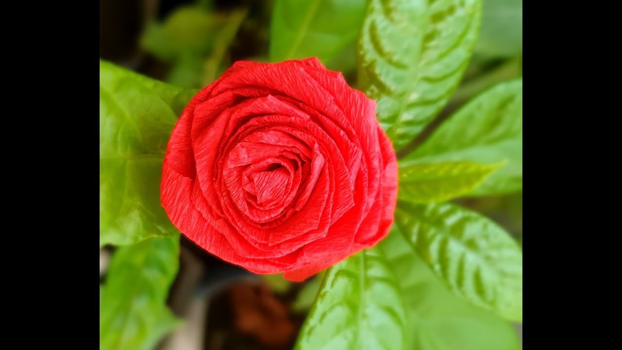 How to fold a rose with paper step by step! How to fold a rose with paper crepe! #diyfaitalamain