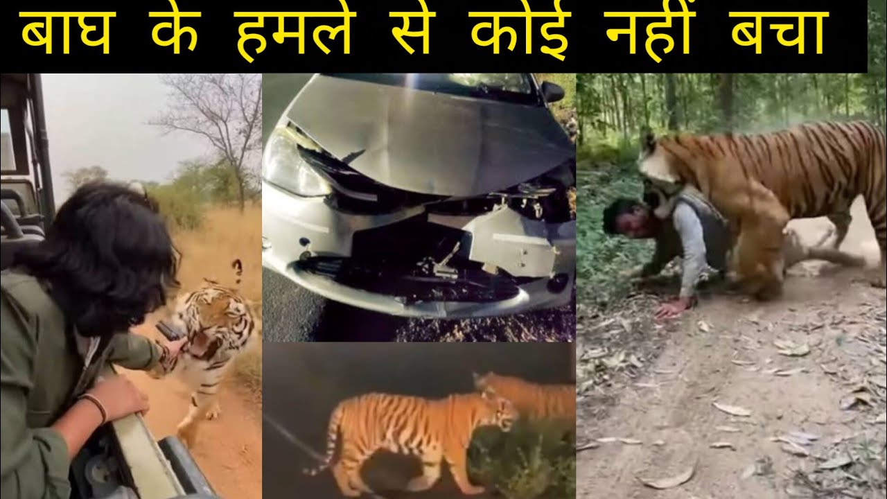 🙏Alert 🚨 बाघ के हमले से कोईनहीं बचा🙏