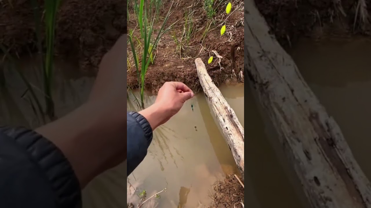 Fishing in Drain.#shorts #youtubeshorts #tredingshorts #ytshorts