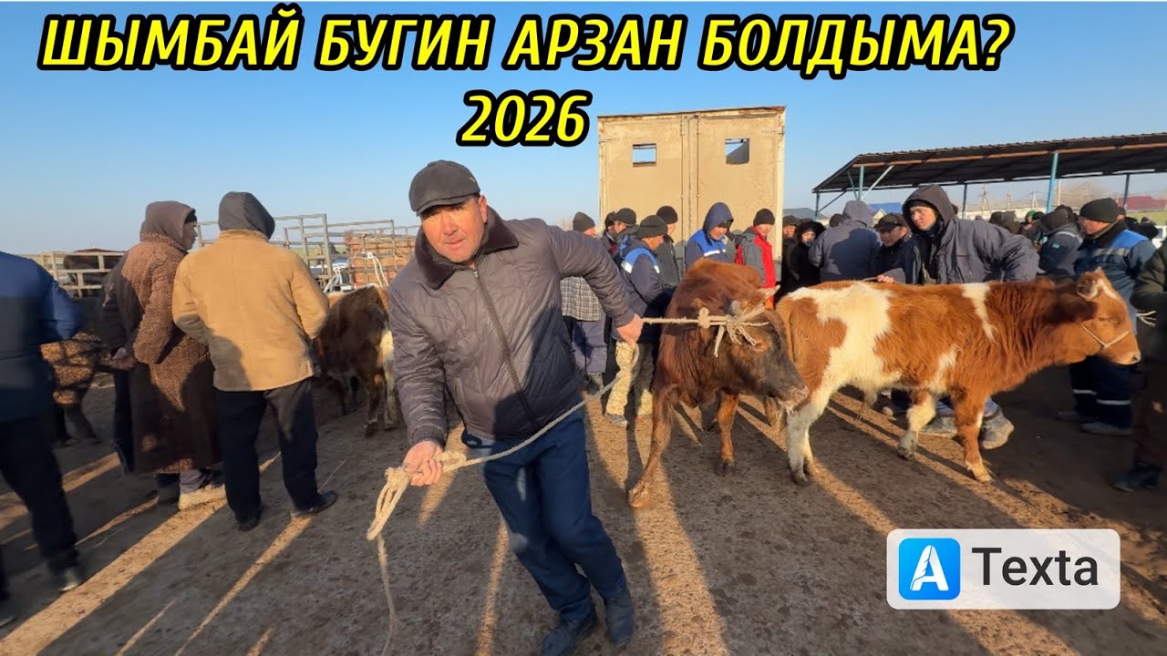 25-ЯНВАРЬ/2026/ШЫМБАЙ МАЛ БАЗАРЫ/СКОТНЫЙ РЫНОК/МАЛ БАЗАР 2026/ДЕМ БЕРМЕС МАЛ БАЗАР