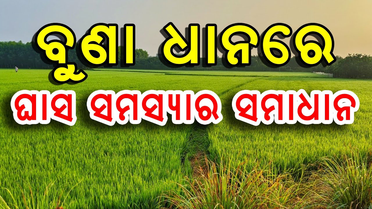ବୁଣା ଧାନରେ ଘାସ ପରିଚାଳନା ପାଇଁ ବିଶେଷଜ୍ଞଙ୍କ ପରାମର୍ଶ | Expert tips on weed management in paddy