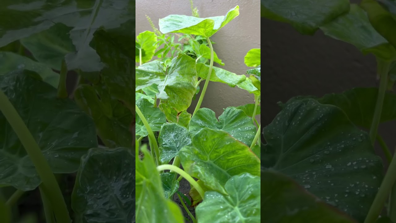 #bristy #rain #kalbaisakhi #remal #cyclone2024 #naturephotography #naturevideo #shortsvideo #reels