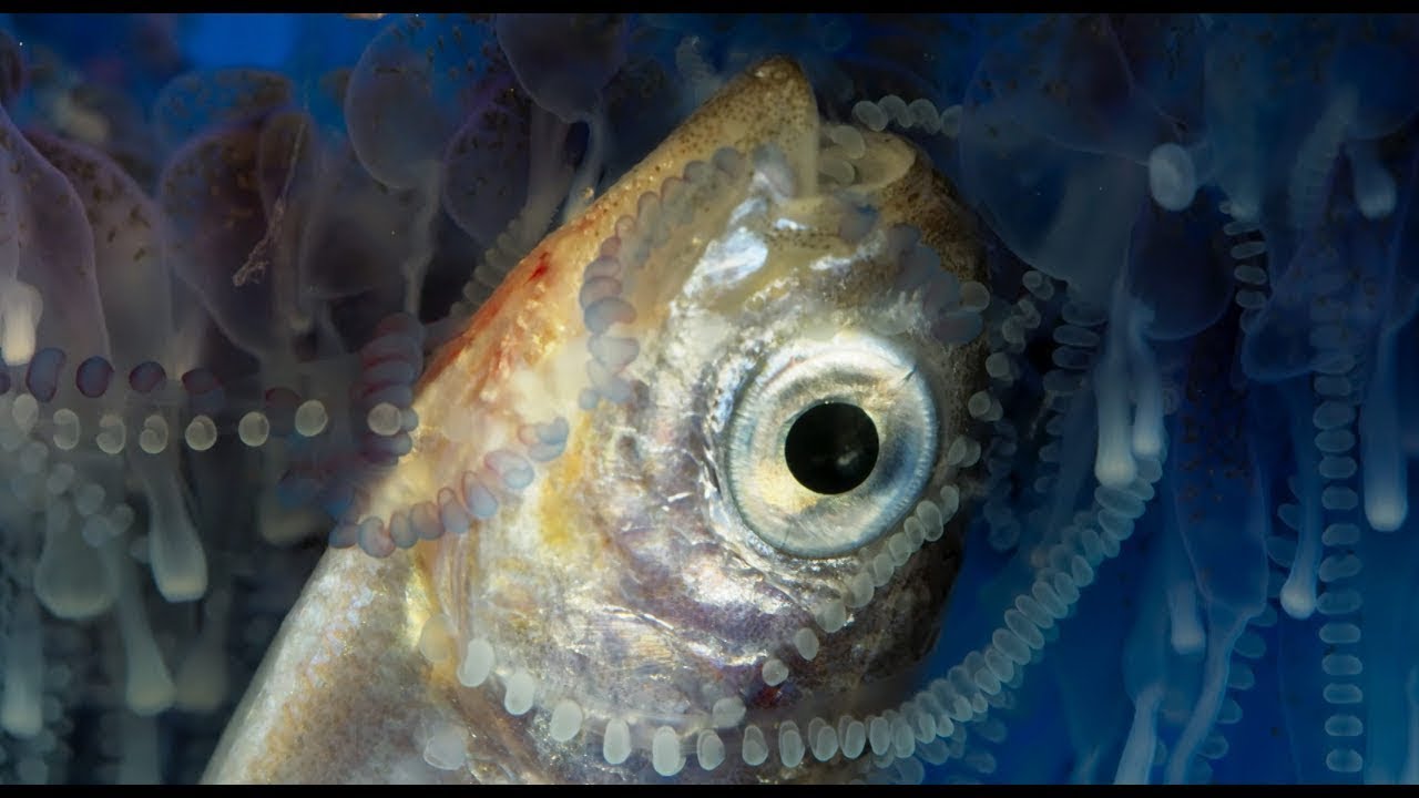How Portuguese Man O' War stings and eats prey | Blue Planet II