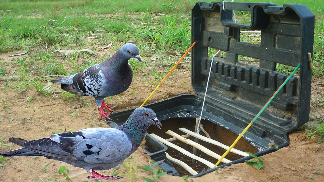Easy Unique Quick Bird Trap Make From Electric Box Drill & Wood - How To Make Easy Bird Trap