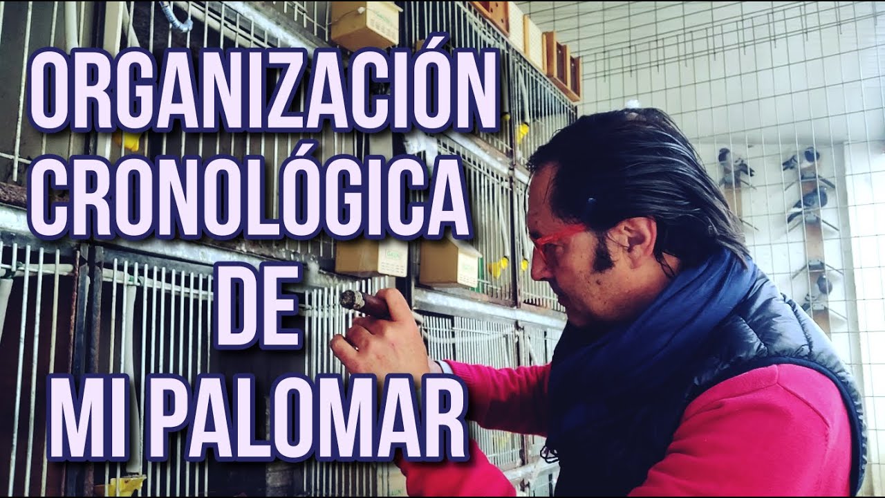 Colombicultura. Organizaci&oacute;n Cronol&oacute;gica de mi Palomar👂⏰