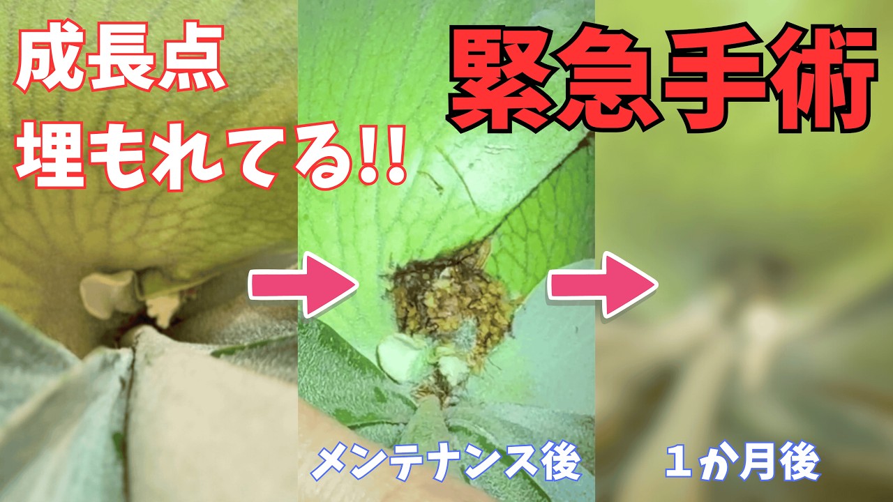 緊急手術!!埋もれた成長点を救出！