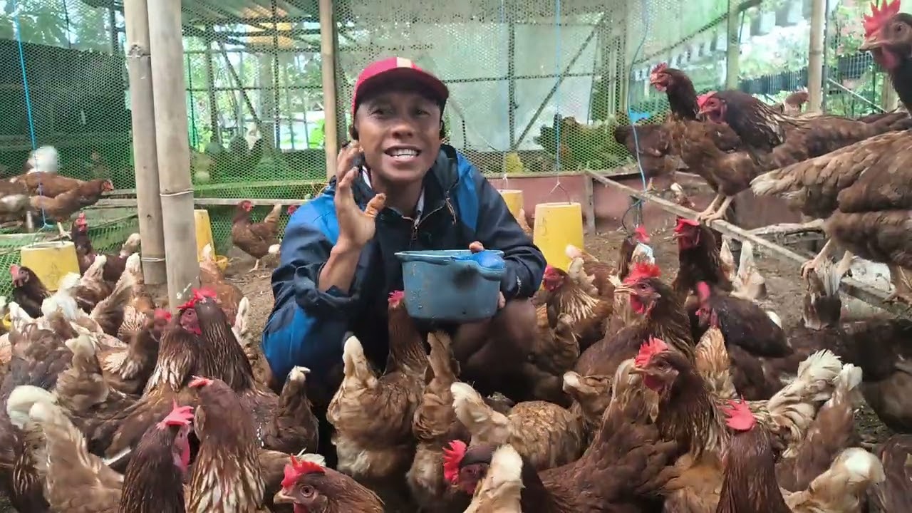 Telur Murah vs Telur Sehat? Fakta Ayam Stres yang Jarang Kita Sadari! | Ayam Gembira Bali