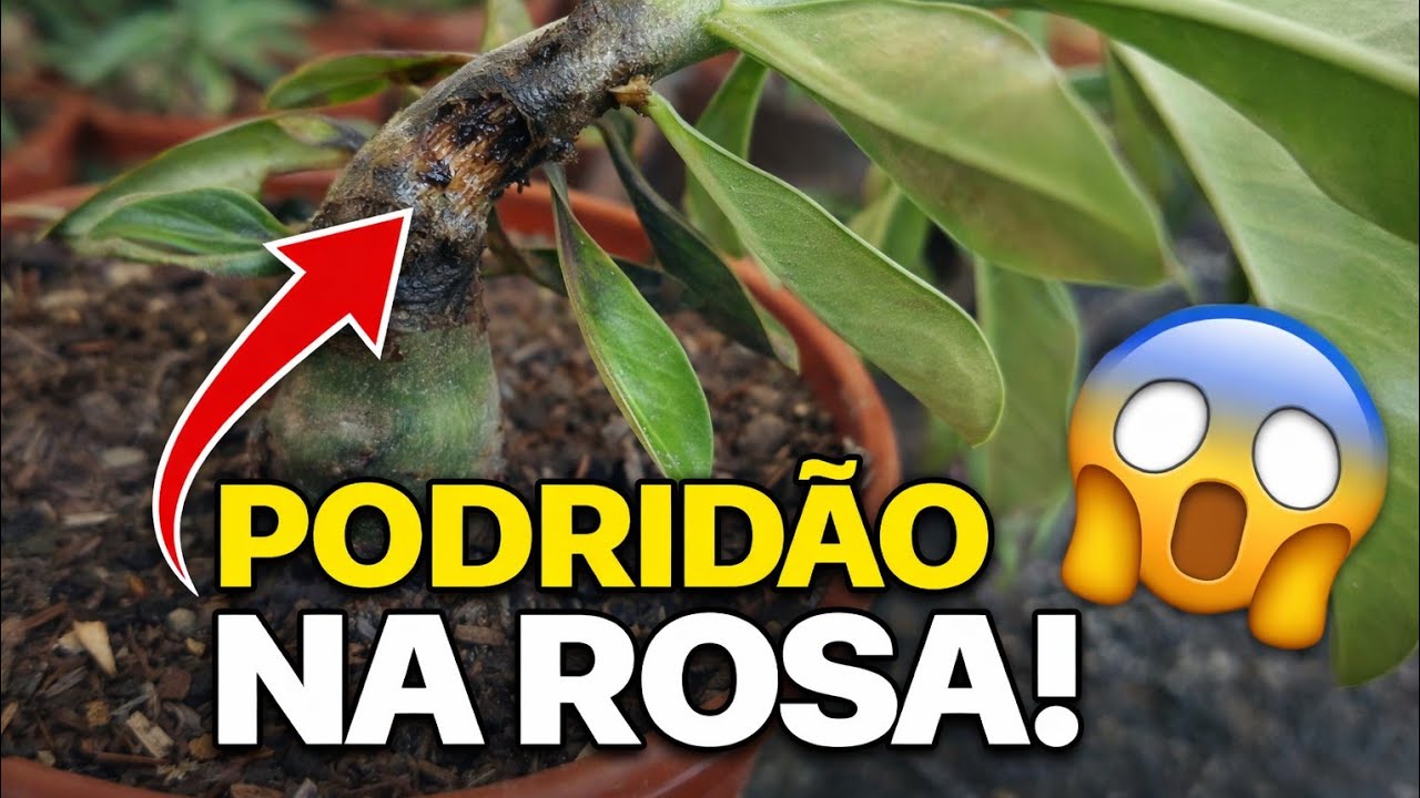PODRIDÃO NA ROSA DO DESERTO! SALVEI O ENXERTO + EVOLUÇÃO DAS MUDA 😱