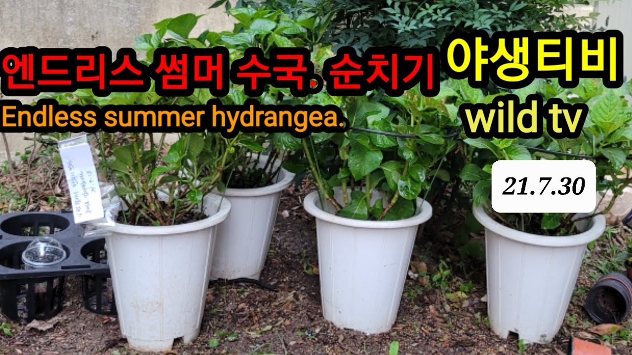 엔드리스써머 수국.순치기가 별 건가요?쉽게 해봐요.♡♡