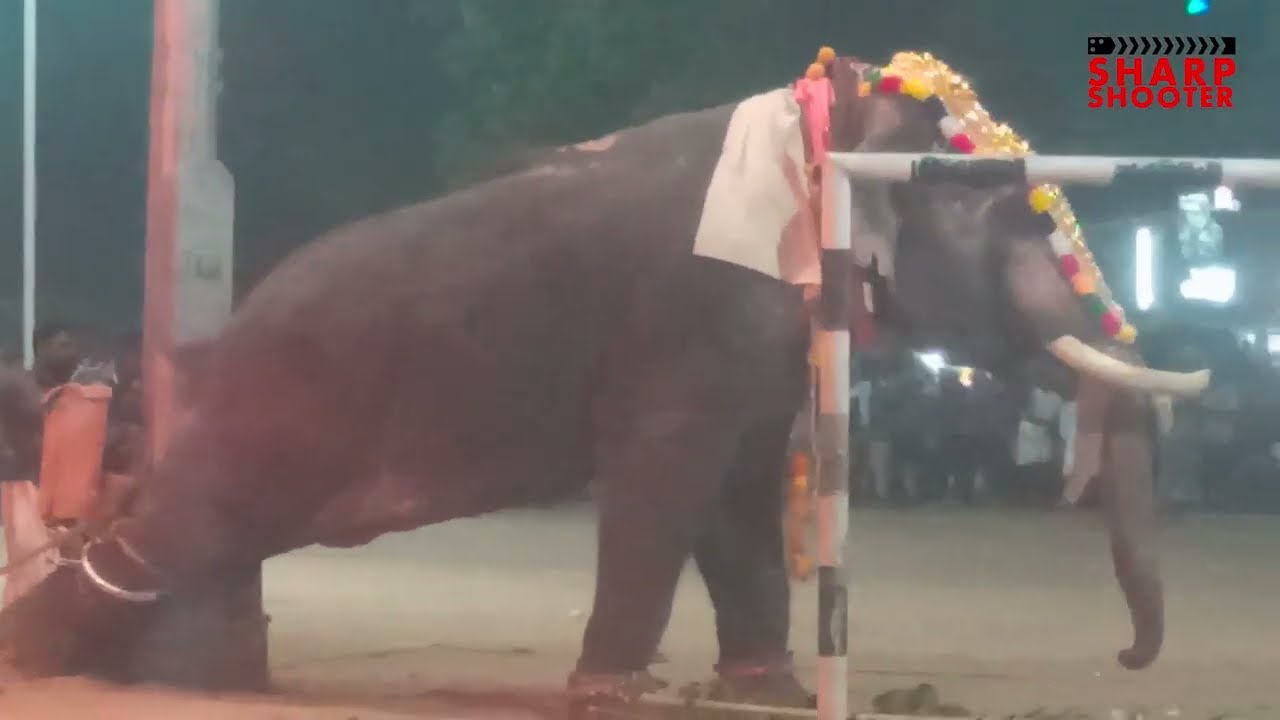 Thottakkad Rajasekharan attack | Palluruthy Tempil | Elephant Attack 2023