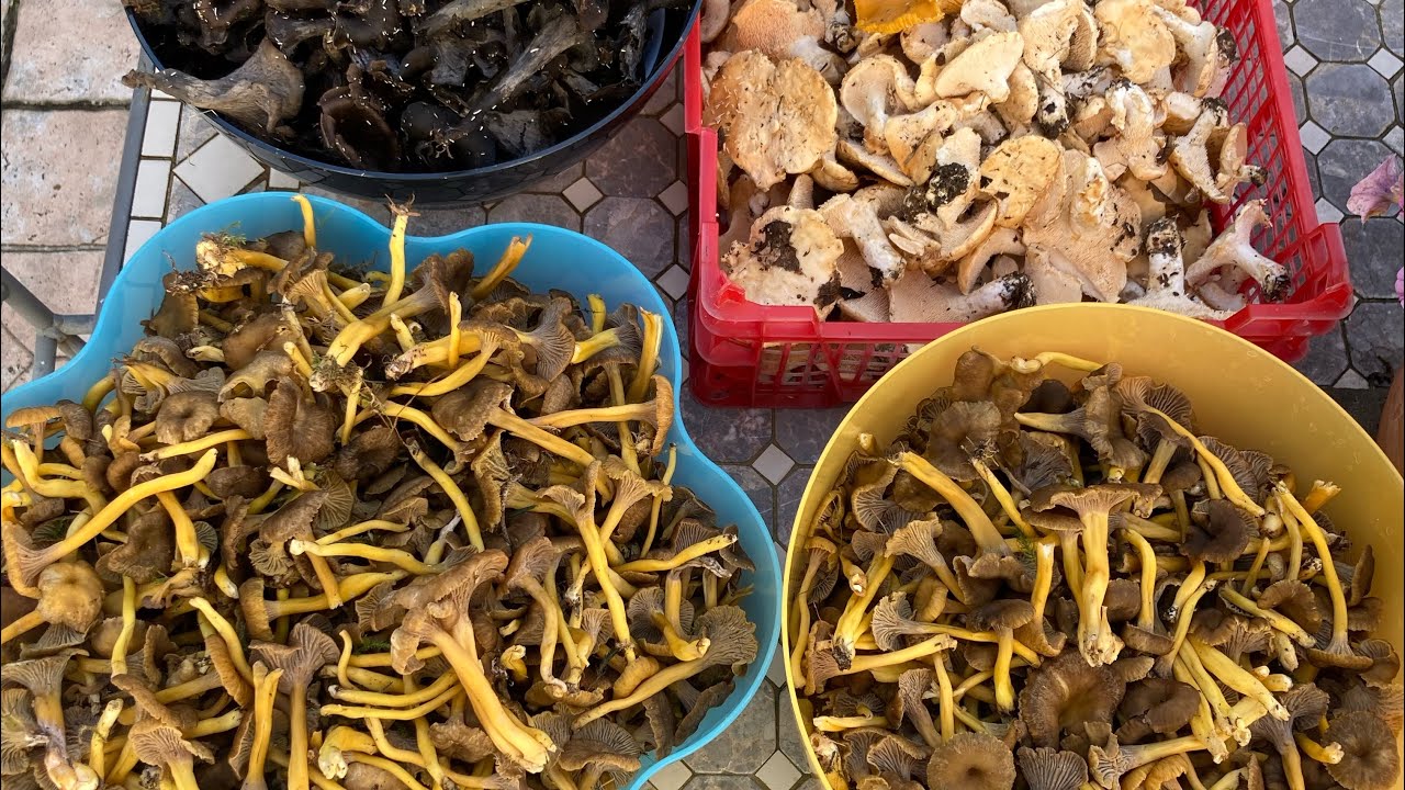 Chanterelles en tubes superbes  et tjrs des cèpes ..