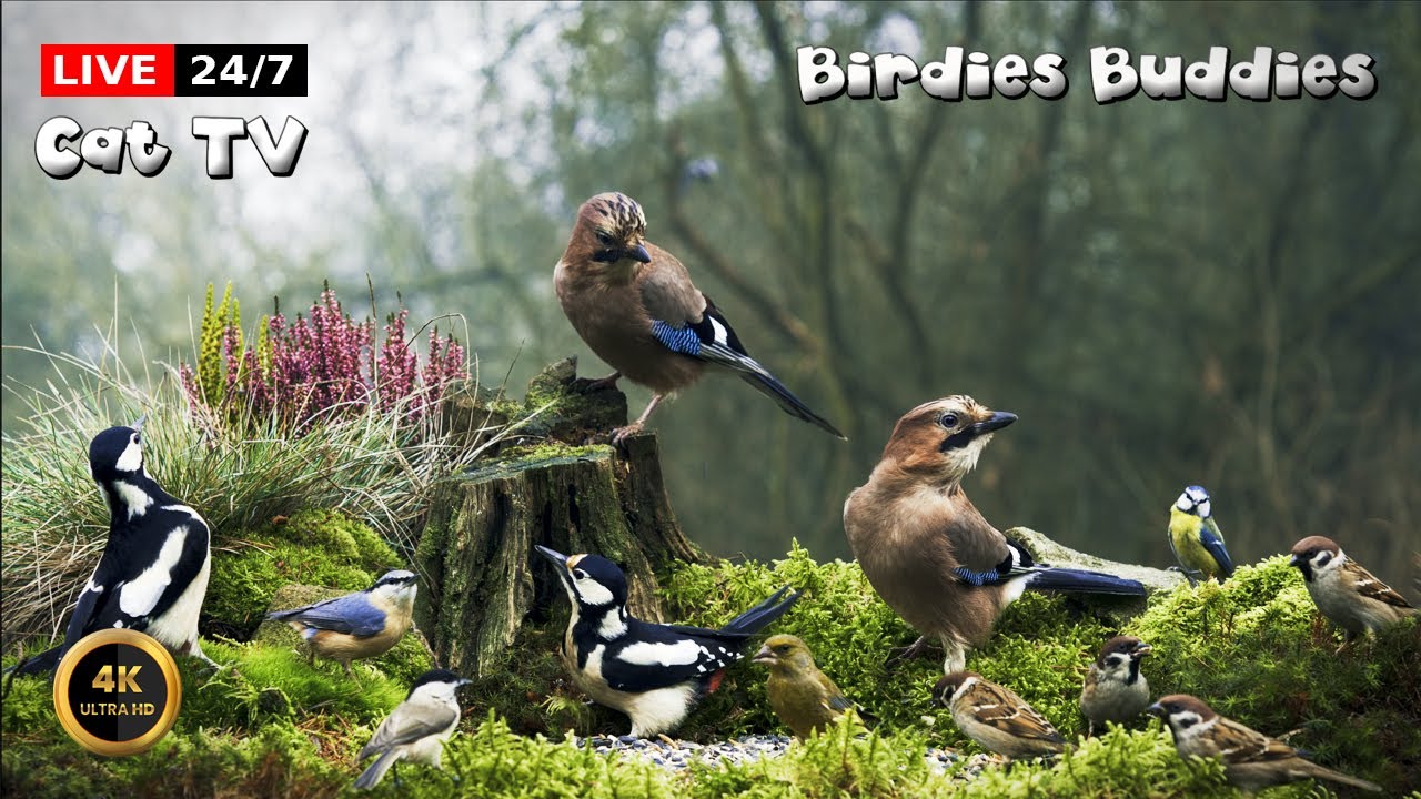 🔴24/7 LIVE Cat TV 😺 Little Birds of the Quiet Forest 🐦🌿