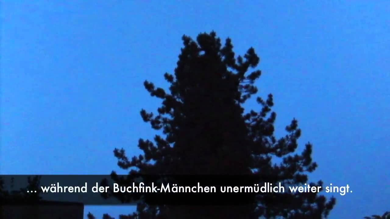 Chaffinch singing / Buchfink Gesang