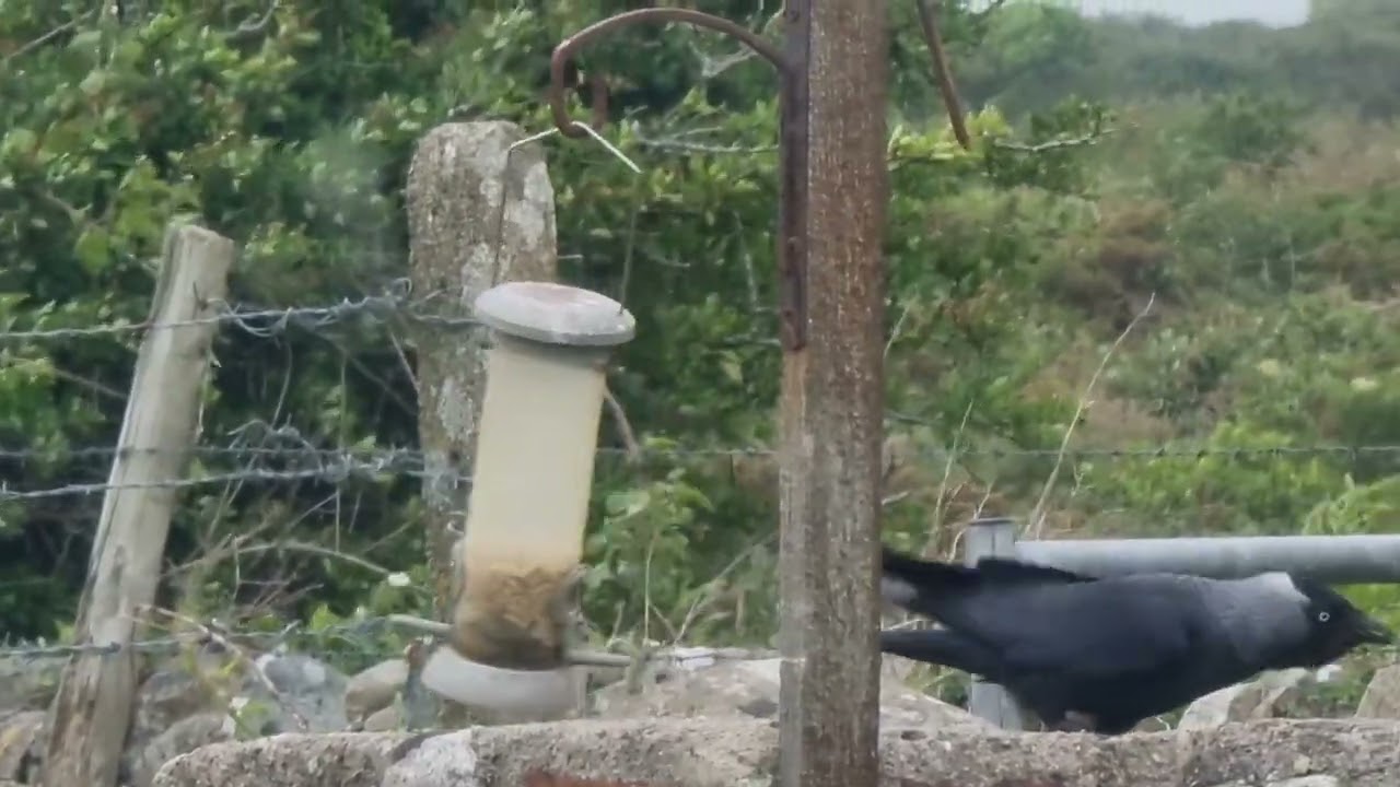 #jackdaw #birdfeeder #birds