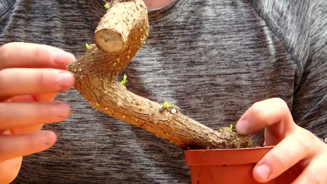 Cómo Enraizar Estacas de Bugambilia para Bonsai - Parte 2