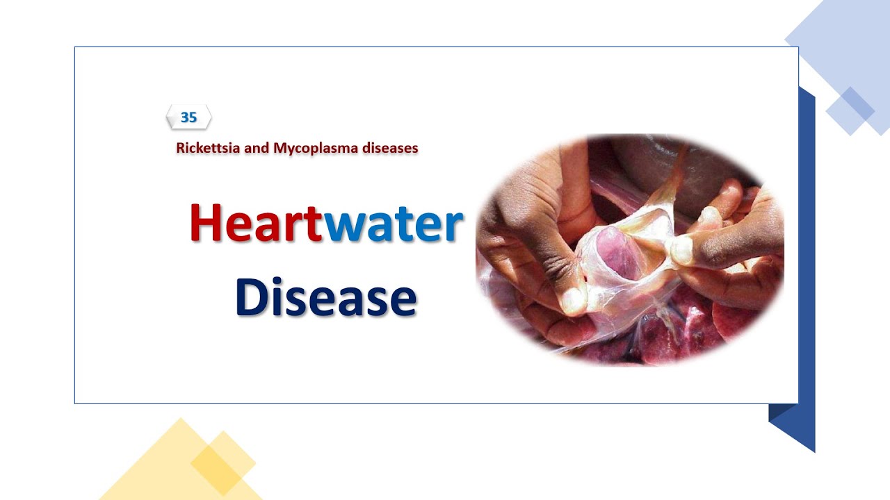 Lecture 35: Heartwater Disease  مرض الماء القلبي في المجترات