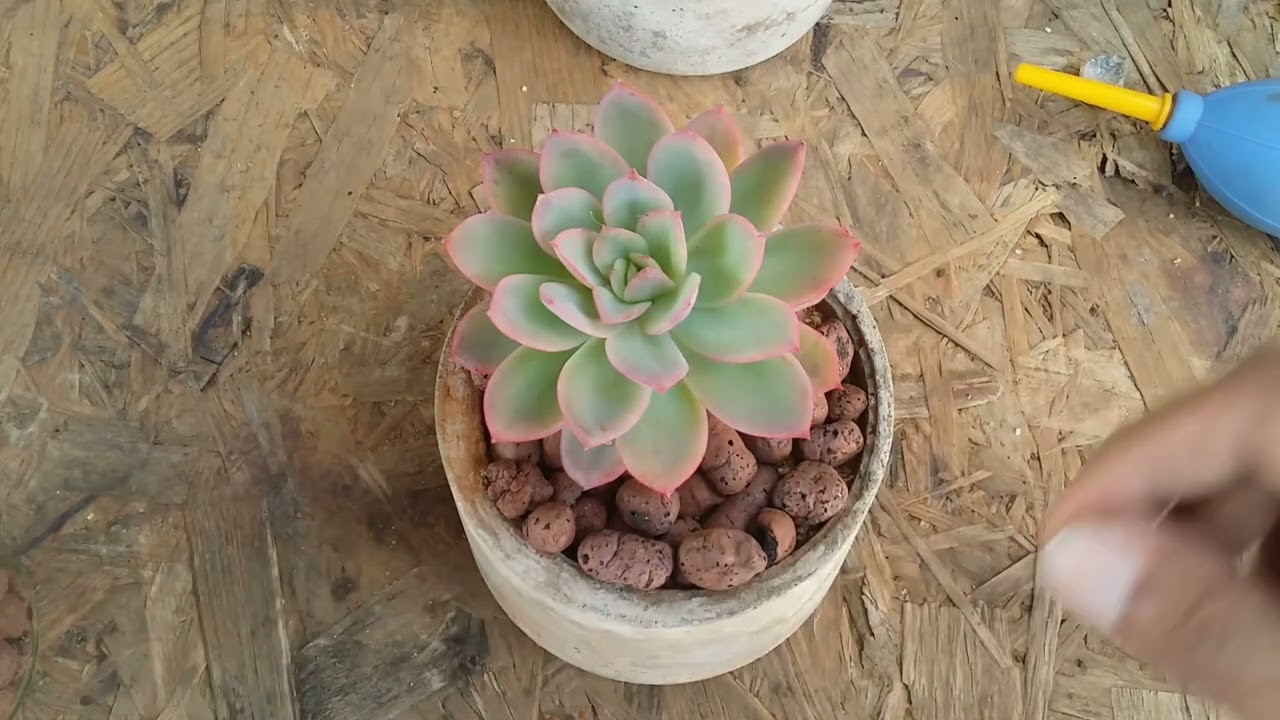 || TOP DRESSING GOOD OR BAD FOR SUCCULENTS ||