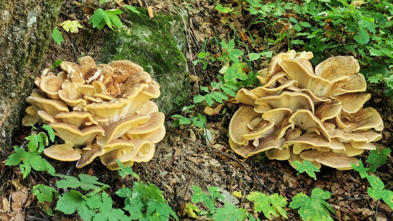 Funghi | Il poliporo 