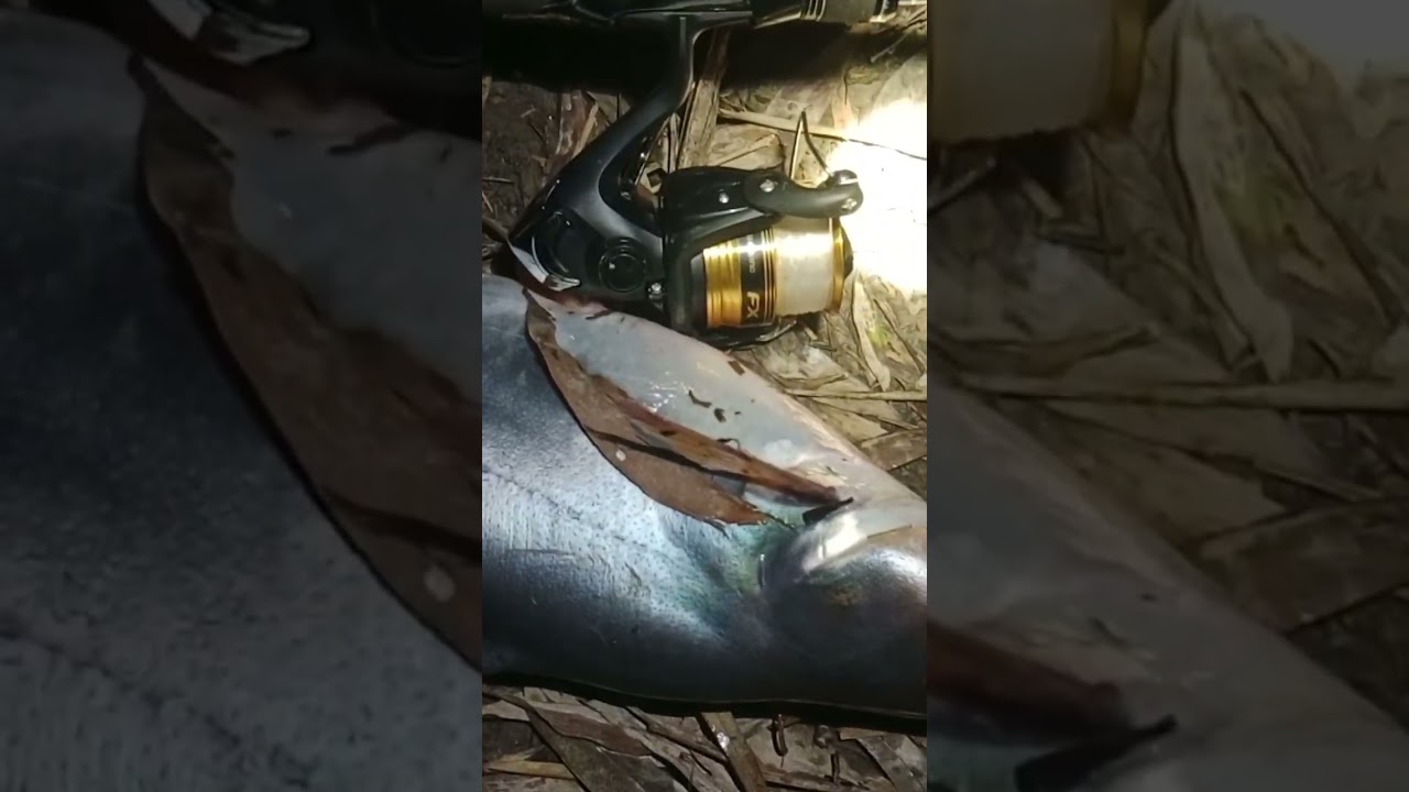 C&acirc;u c&aacute; tra đ&ecirc;m d&iacute;nh hugo lu&ocirc;n (video củ đăng lại) #fishingmientay